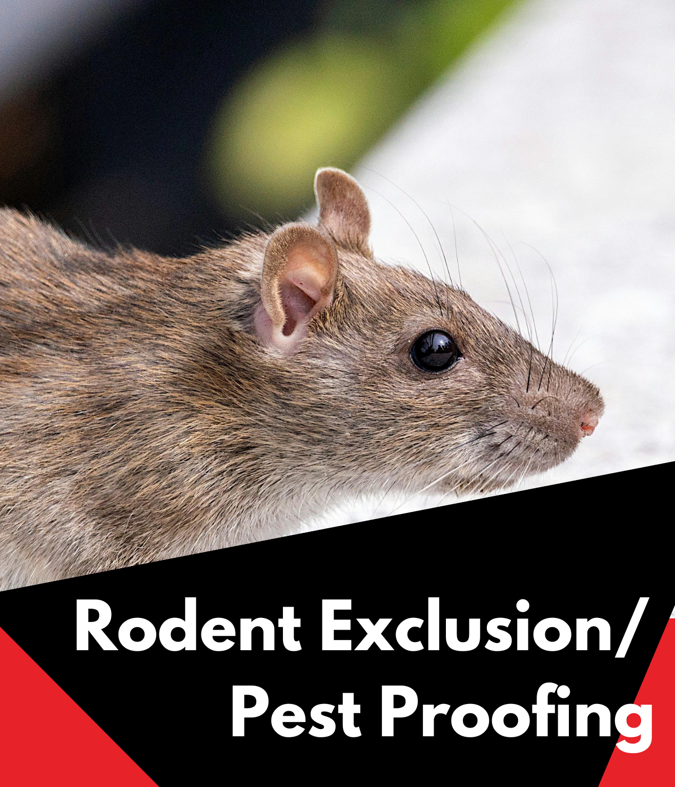 Rodent exclusion pest proofing (1)