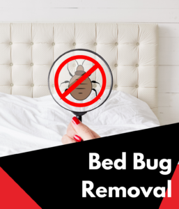 bed bugs removal (1)