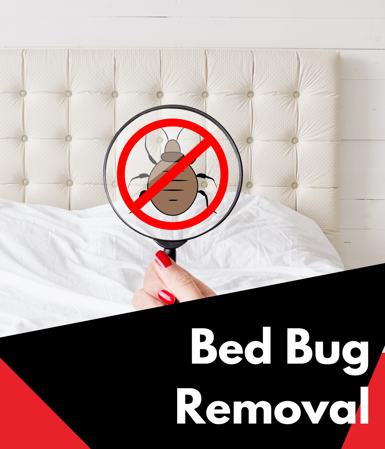 bed bugs removal (1)