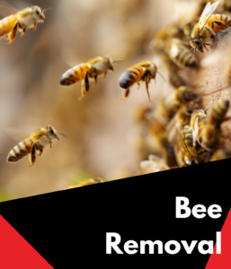 bee removal