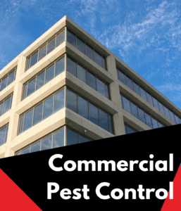 commercial pest control (3)