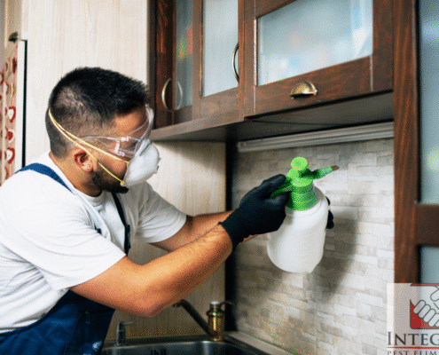 Pest Control in Temecula