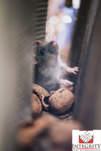 Keep out rodents with proper seals. 