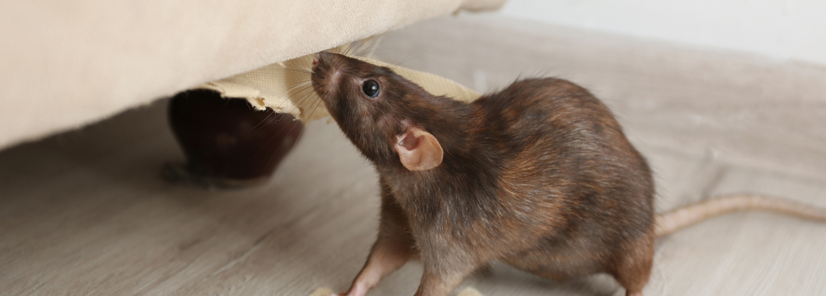 Inspect and seal pest entry points to keep out rodents with pest control services in Temecula.