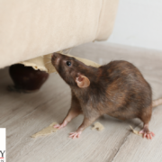 Inspect and seal pest entry points to keep out rodents with pest control services in Temecula.