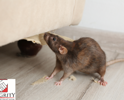 Inspect and seal pest entry points to keep out rodents with pest control services in Temecula.