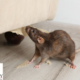 Inspect and seal pest entry points to keep out rodents with pest control services in Temecula.