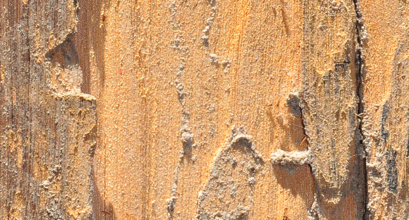 Do you know what termite damage looks like?