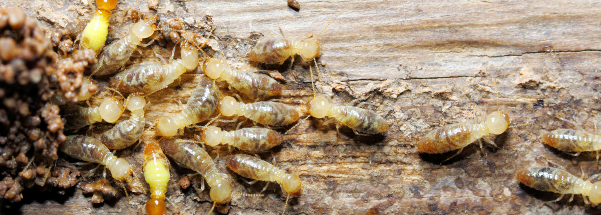 The Hidden Costs of Termite Damage in Temecula
