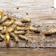 The Hidden Costs of Termite Damage in Temecula