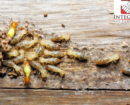 The Hidden Costs of Termite Damage in Temecula