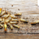 The Hidden Costs of Termite Damage in Temecula