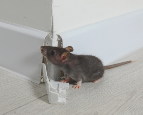 Pest Control Company in Menifee