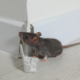 Pest Control Company in Temecula
