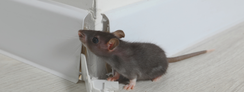 Pest Control Company in Temecula