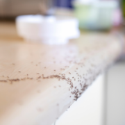 professional pest control in Menifee
