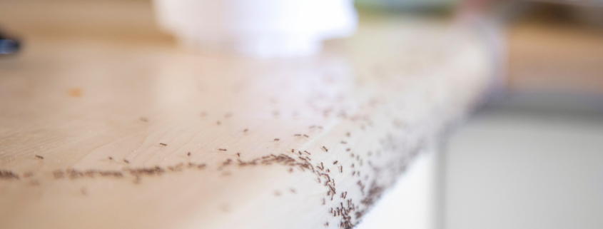 professional pest control in Menifee